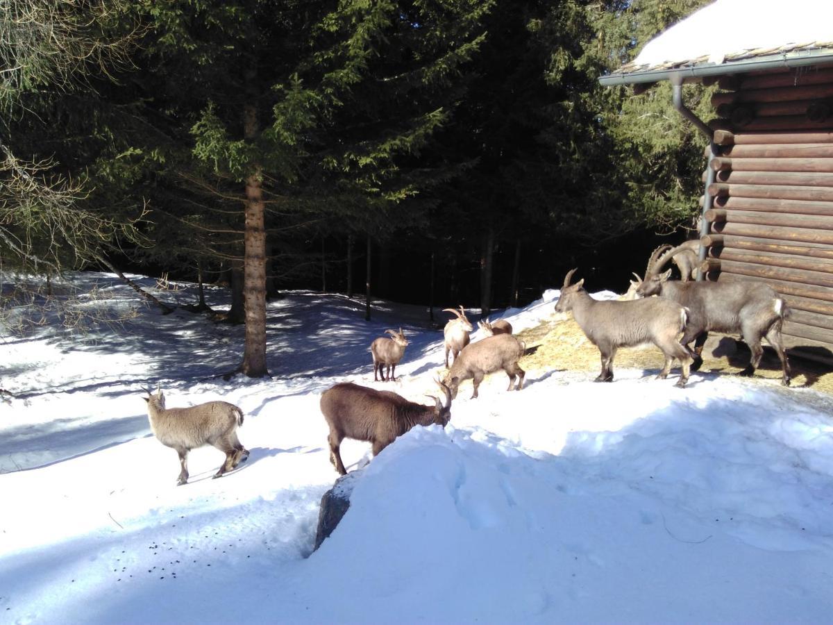 Hotel Bed & Rooms , Corte Rossa -1 Min Walk To Bernina Express Tirano Luaran gambar